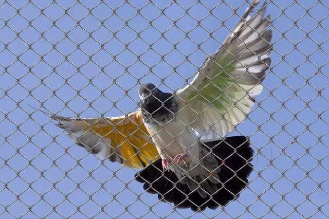 Bird Netting Service in Pune